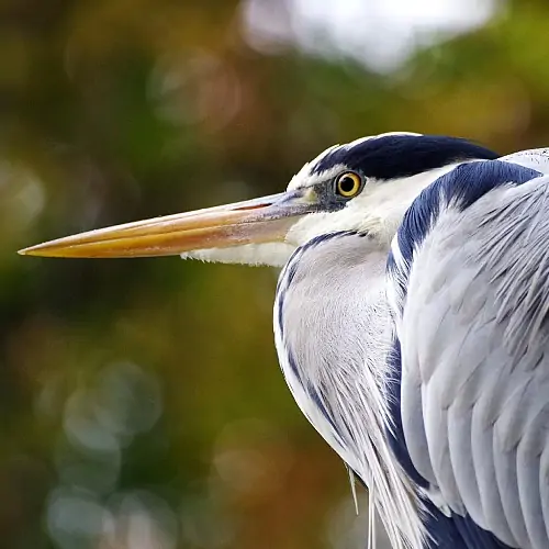 a grey heron perched by a pond