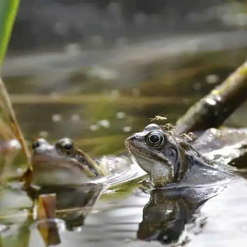 frogs in ponds help control mosquito numbers
