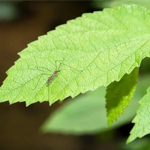 controlling mosquito populations in ponds