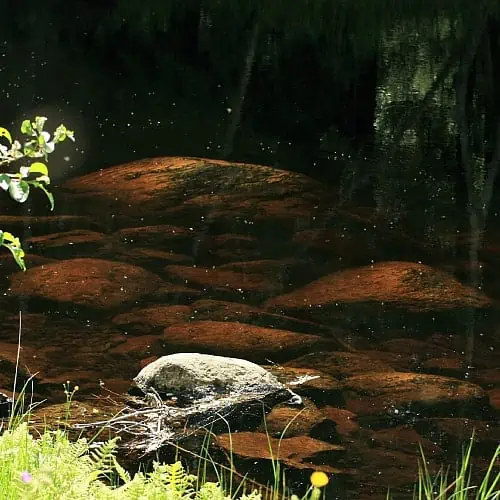 mosquitoes breeding in stagnant water