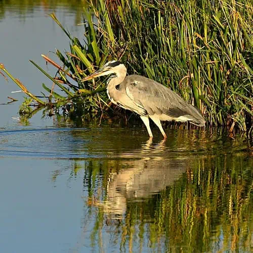 Herons prey on fish in ponds