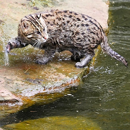Domestic and feral cats can catch fish in ponds