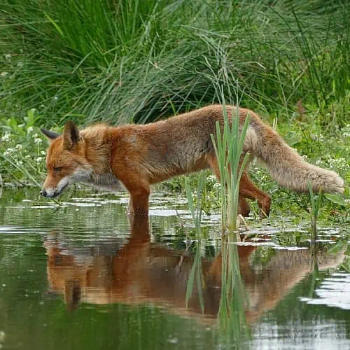 wild and domestic dogs don't usually eat pond fish
