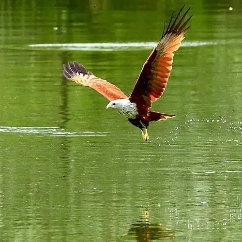eagles, hawks, kites, and owls may prey on pond fish how to naturally determ raptors from ponds