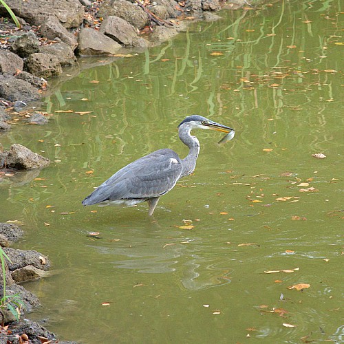 great blue heron pond predator deterrent