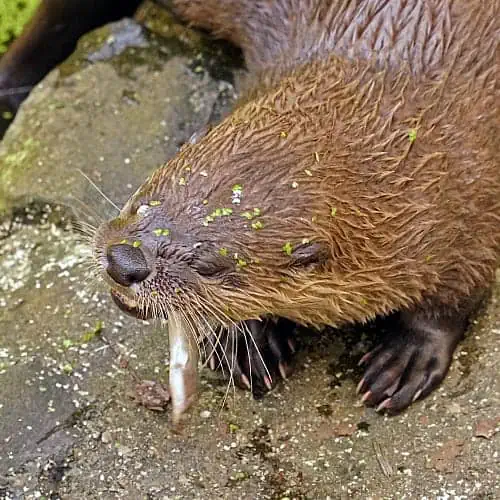 River otters are less common pond predators
