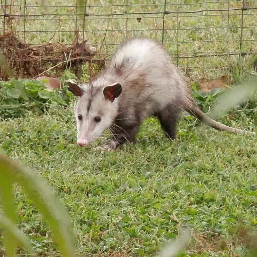 Opossums possums have poor eyesight and don't pose much threat to pond fish