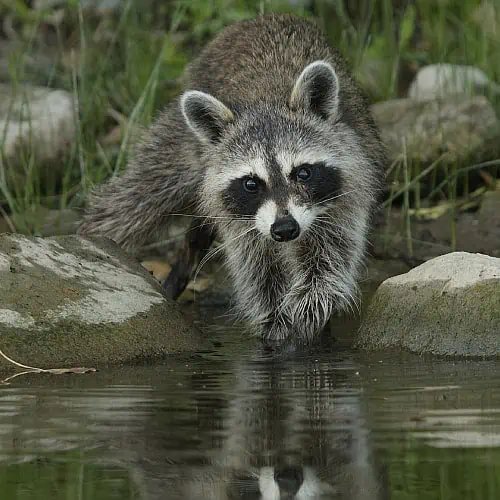 Raccoons are excellent fishers how to deter raccoons from ponds
