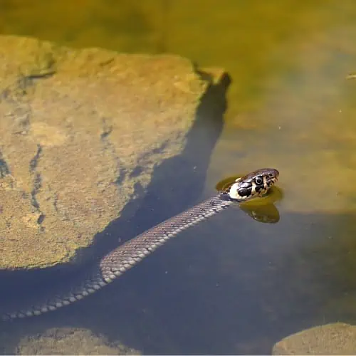 Snakes may feed on smaller fish in ponds