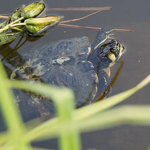 frogs and turtles are beneficial to ponds, rarely eat fish