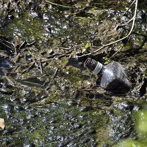 a natural pond in which muck has built up over time