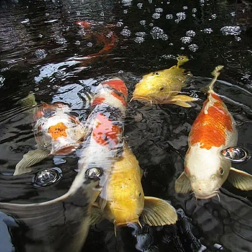 Many koi carp benefit from increased oxygenation in a pond