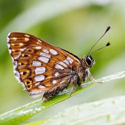 duke of burgundy butterfly common cowslip