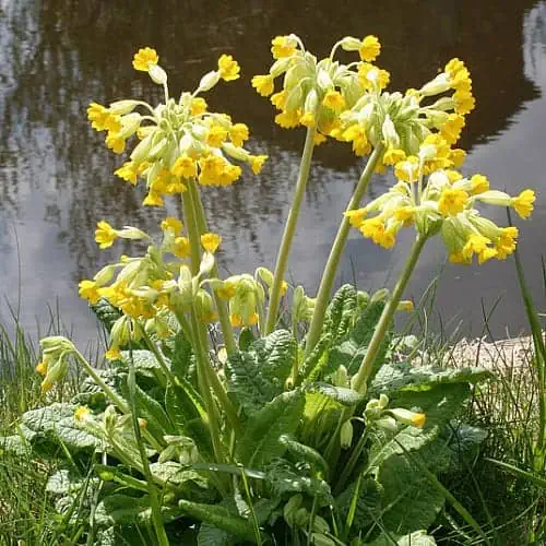 how to care for common cowslip plant