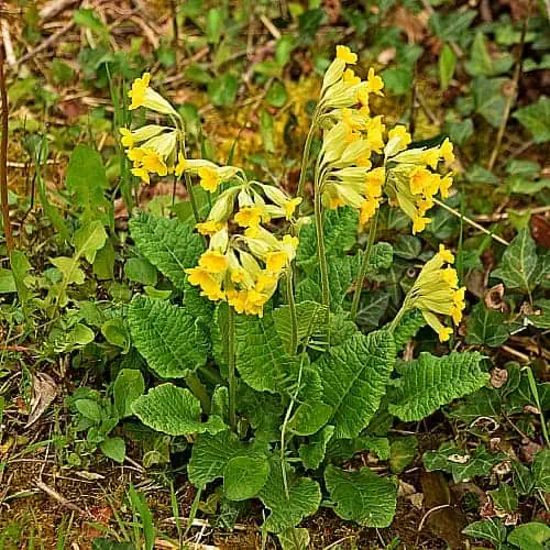 common cowslip primula veris growth rate and hardiness