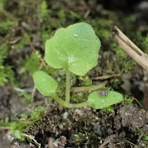how to grow common cowslip from seed