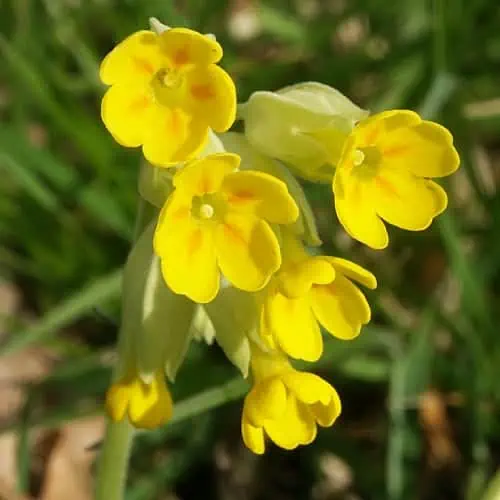 how to plant common cowslip primula veris