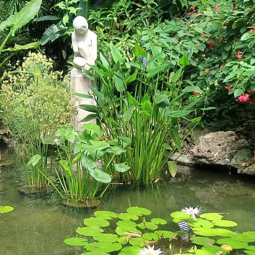 giant arrowhead in a pond
