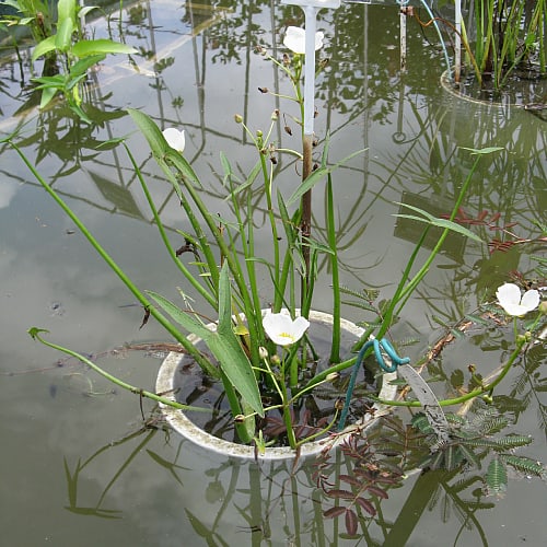 how to plant giant arrowhead in ponds