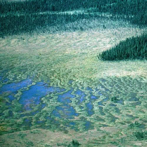 a string bog in Goose Bay, Canada