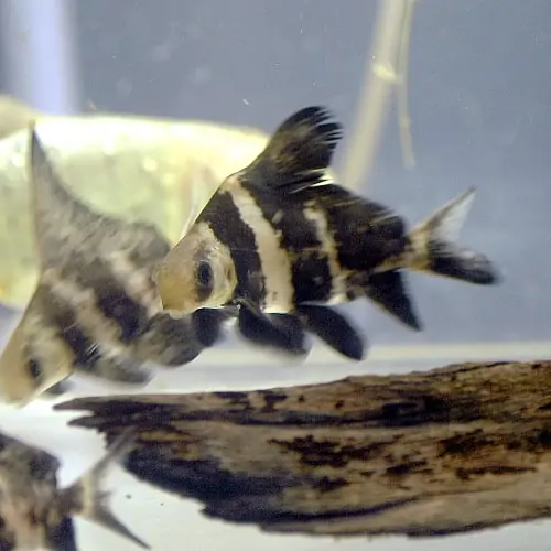 Juvenile chinese high-fin banded sharks