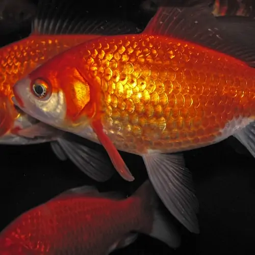 Goldfish swimming together