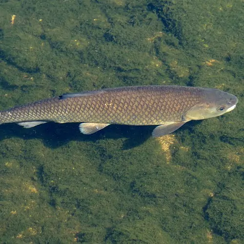 Grass carp swimming underwater