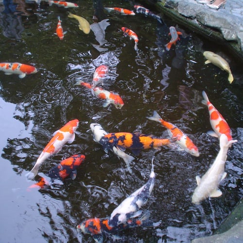 Koi swimming in a koi pond
