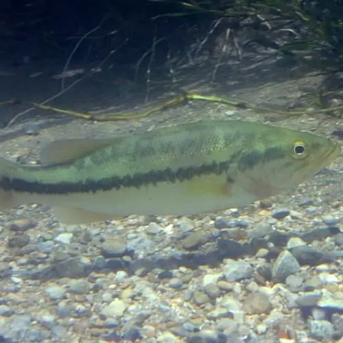 Largemouth bass swimming underwater