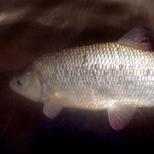 Orfe fish underwater