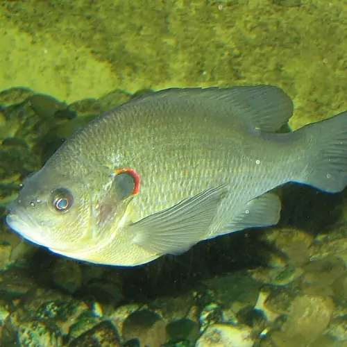 Mature redear sunfish