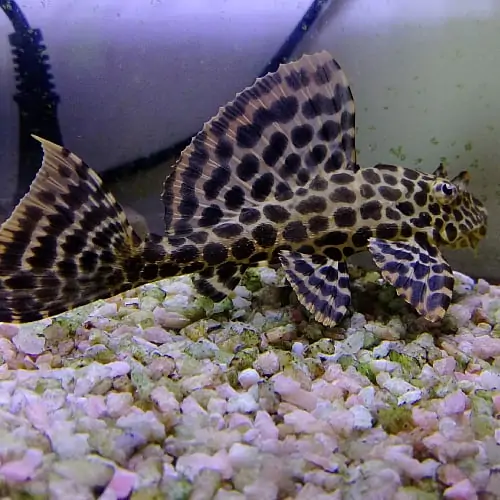 Suckermouth catfish swimming in an aquarium