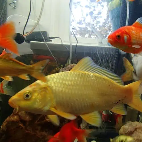 Koi in fish tank