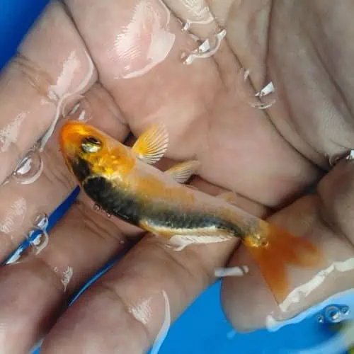 Young koi in hand