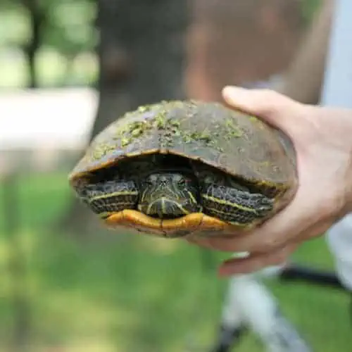Person holding turtle