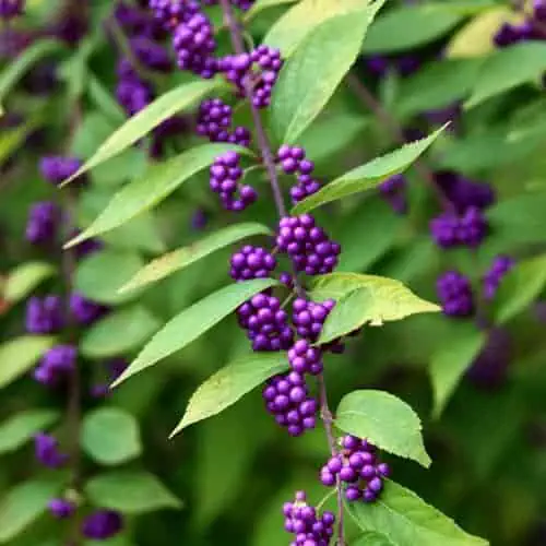 American beautyberry