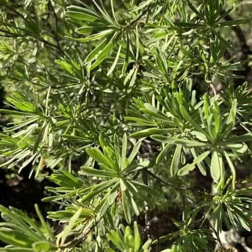 Bay cedar
