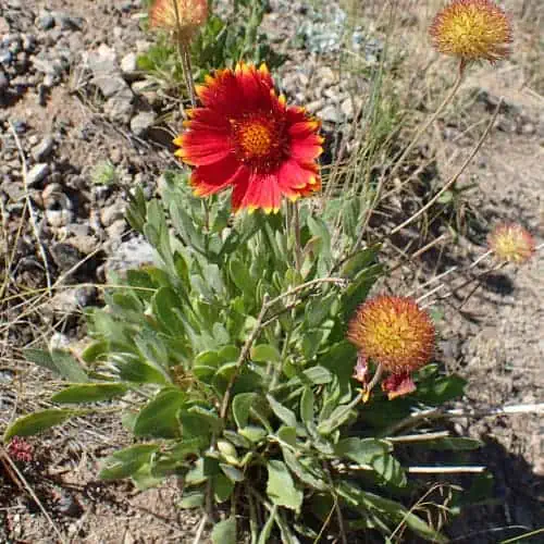 Blanket flower in bloom