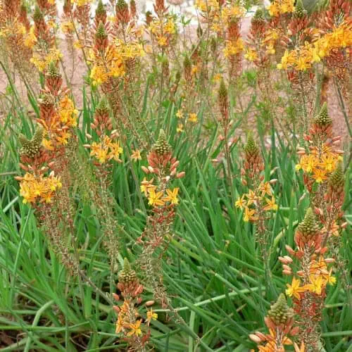 Bulbine frutescens inflorescences