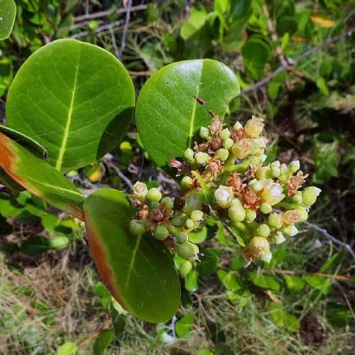 Cocoplum fruits and flowers