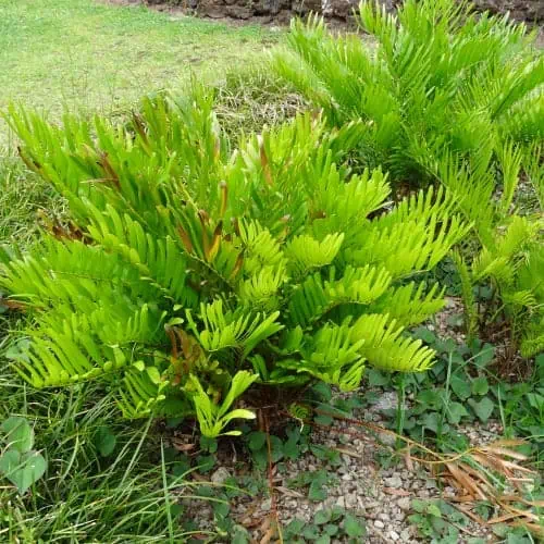 Coontie plant