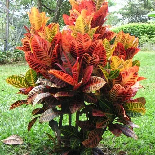 Dreadlock croton