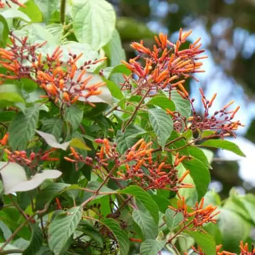 Firebush
