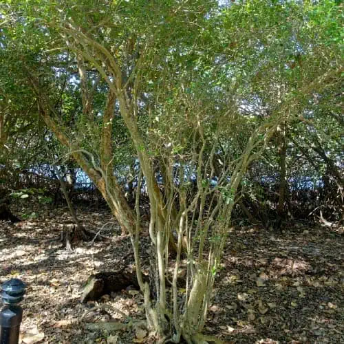 Florida privet