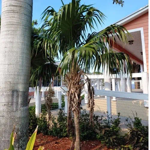 Young Florida thatch palm