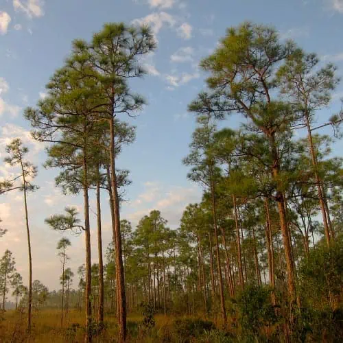 Everglades, Florida