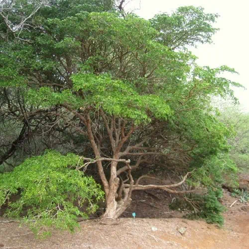 Lignum vitae tree