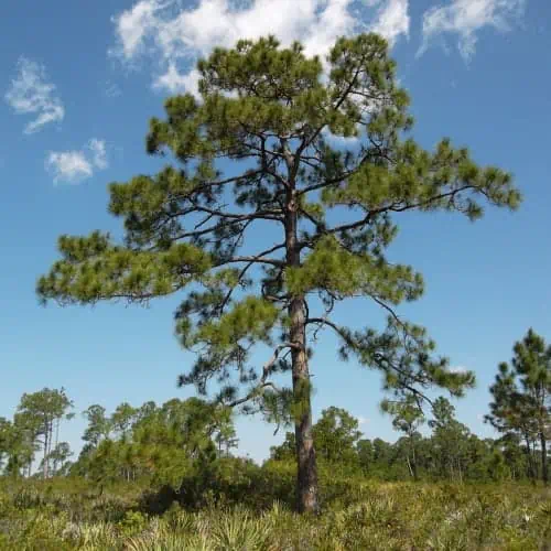 Longleaf pine tree