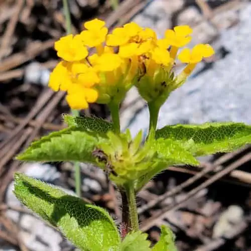 Pineland lantana in bloom