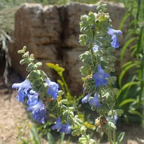 Pitcher sage in bloom